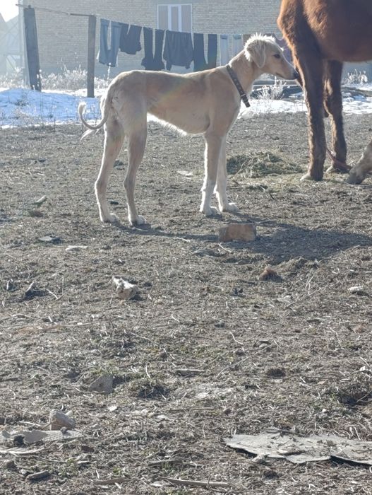 Ургашы бір жаска 10 айлык