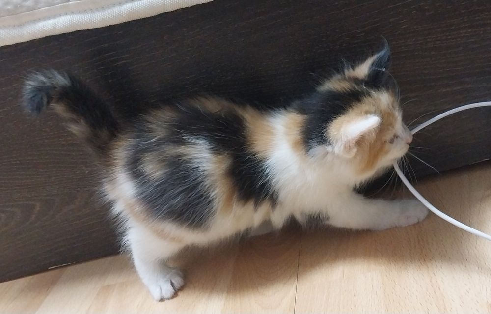 Котёнок в добрые руки