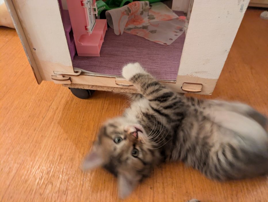 Котята курильский бобтейл