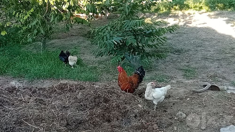 Tovuqlar sotiladi