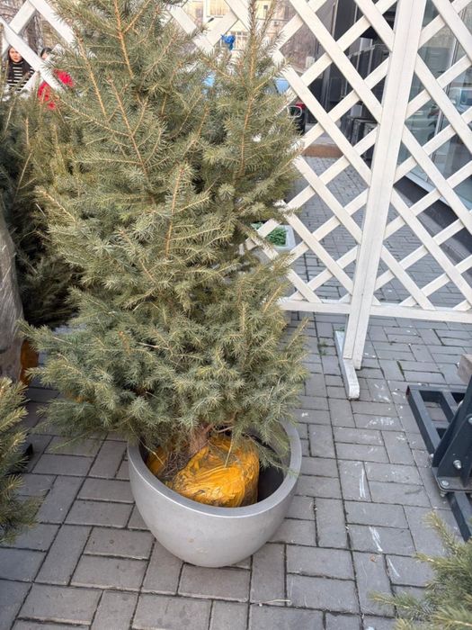 Продам живые ёлки