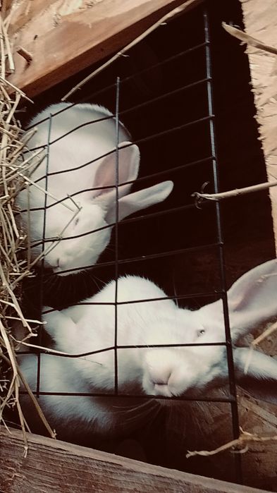 Schimb iepuri de 5 luni cu uriaș german  din zona reghin