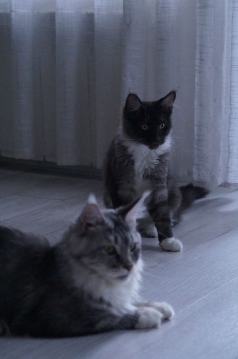 Мейн-кун, девочки