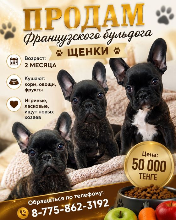 Французский бульдог