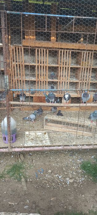 Porumbeii voiajori de calitate! Buni pentru concurs și reproducere!