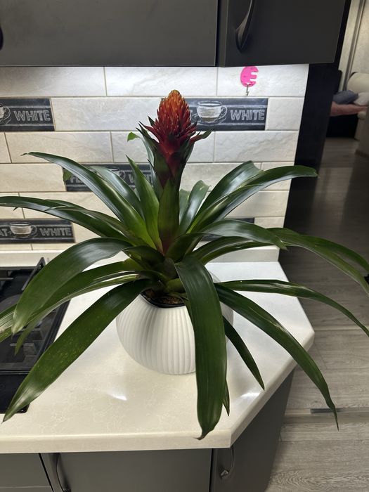 Растения для дома и офиса