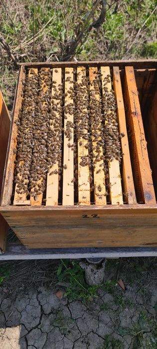 Vand 10 familii albine