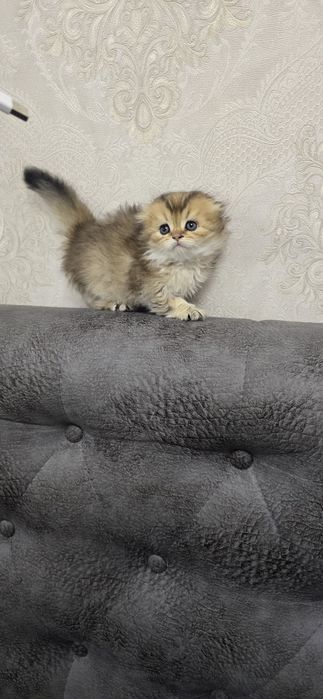 Sotiladi soglom 2 yarim oyli