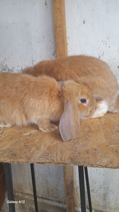 Pui  masculi berbec german