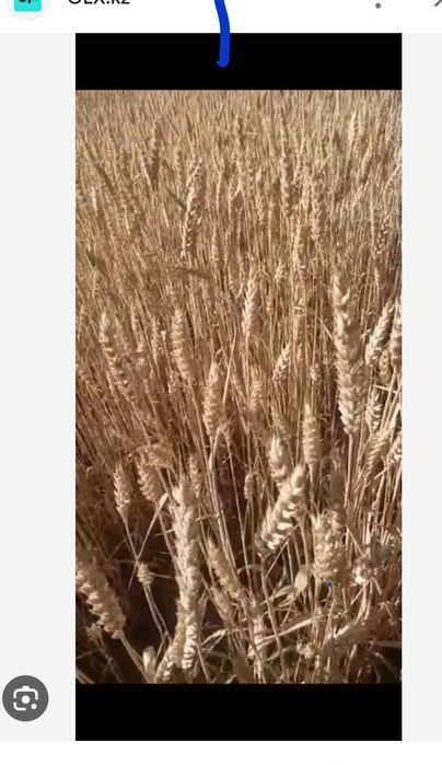 Меняю землю посевную сельхоз назначения на 2комн квартиру: 15 000 000 ...