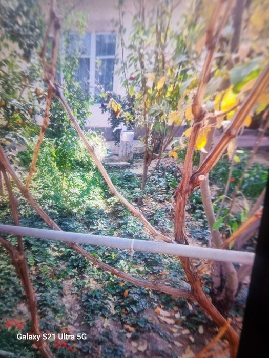 Кулупнай кучатлари