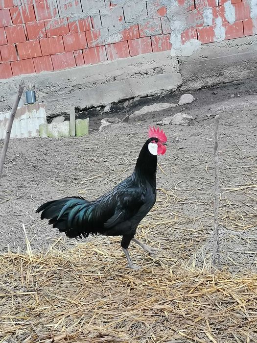 Vând Cocoșșșșșșș