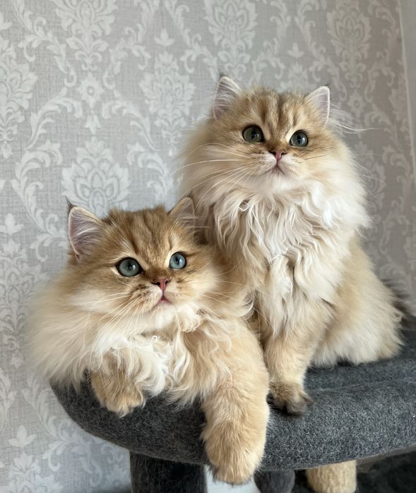 Motanel British golden cu pedigree