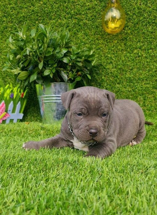 Amstaff blue din parinti de exceptie cu pedigree
Carnet de sanatate,