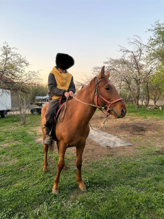 Кровленый донен