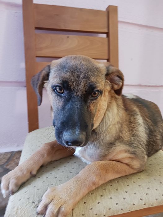 Подарява кученце Люси