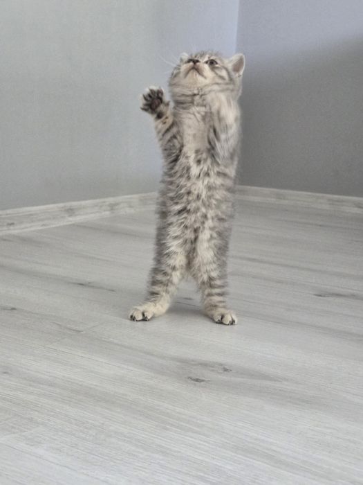 Британски късокосмести котета