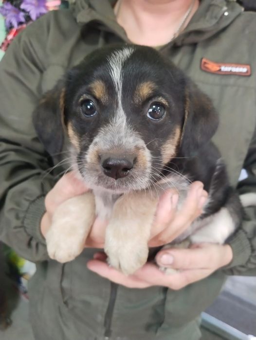 Отдам щенят в добрые руки