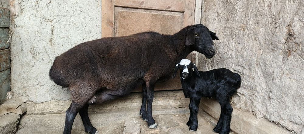 Она бола куйлар сотилади 7500