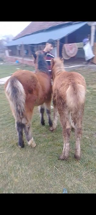 Două mânze de vânzare