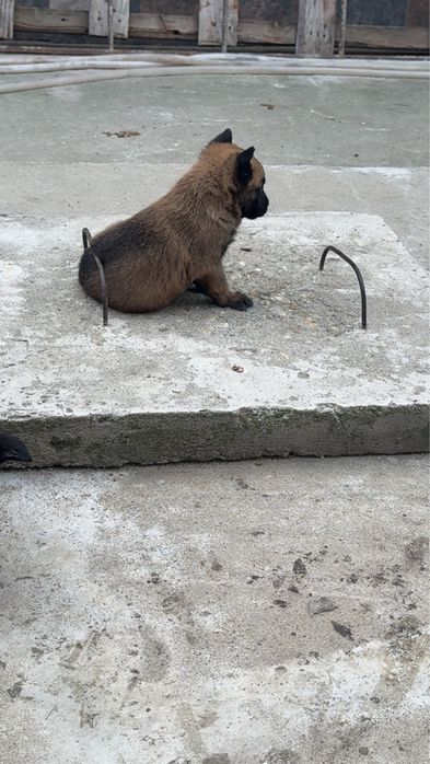 Ciobanesc Beligian Malinois