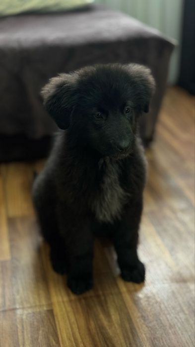 Продам щенка кабель 4 месяца