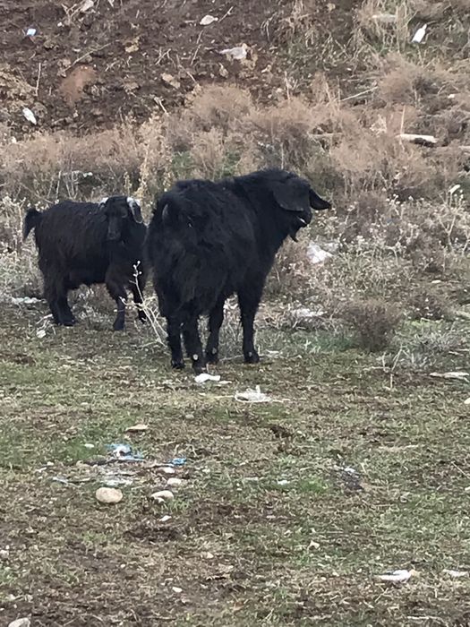 Козел теке еркек ешкі