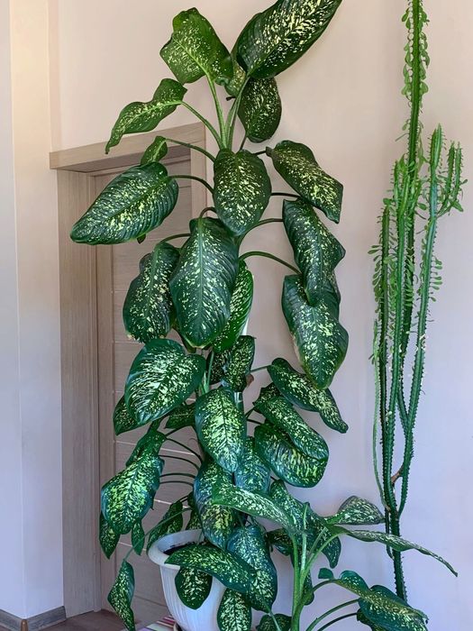 Диффенбахия пятнистая