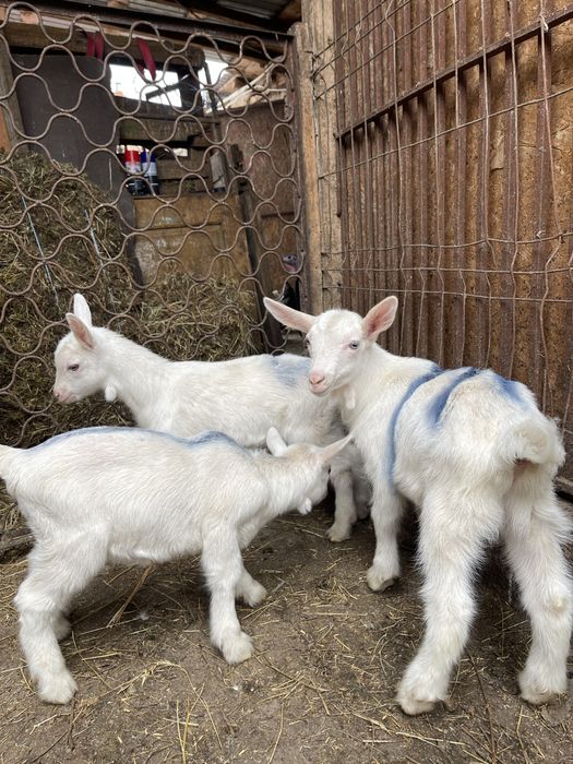 Super oferta de vanzare iezi sannen