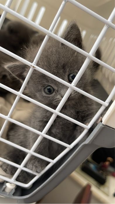 Британские котята ищут своих хозяев