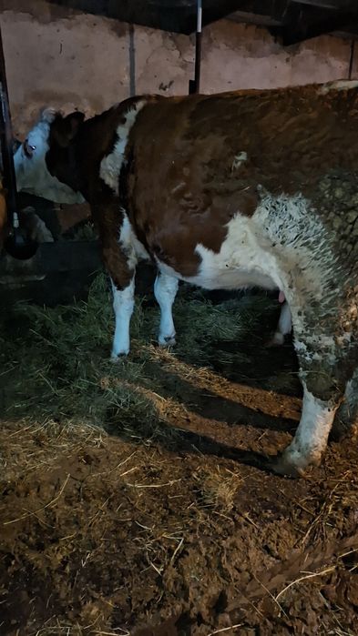 Vând două juninci gestante