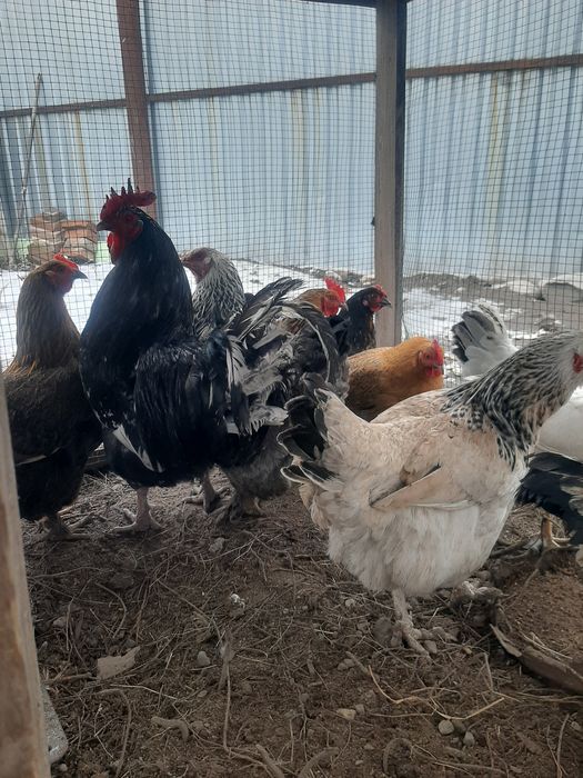 Продам куры домашние