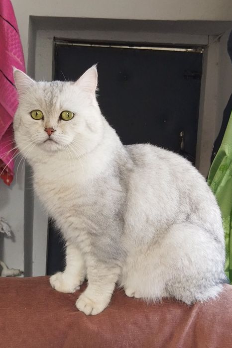 Mushukni juftlashtirish Вязка кота с кошкой