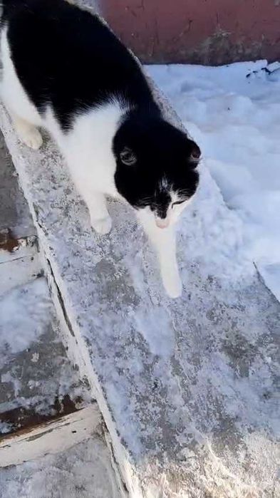 Коту нужен дом! Срочно!