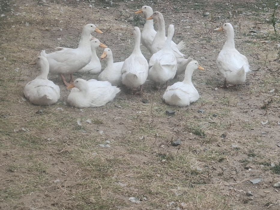 Продам домашних уток