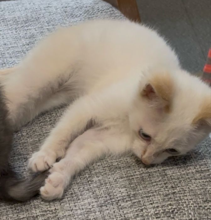 Котенок Мальчик.
