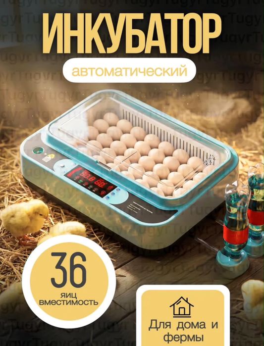 новый инкубатор