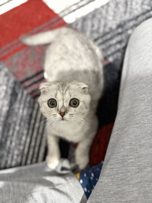 Кошка Шотландский вислоухий