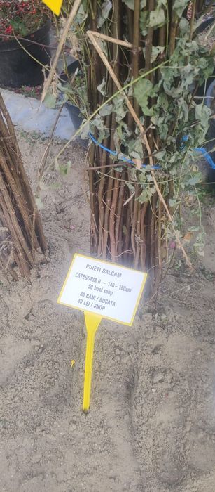 Puieti salcâm frasin fag carpen ulm plop mesteacăn brad molid Tei arin