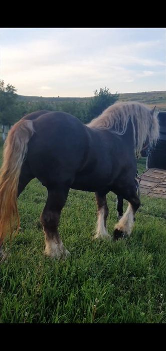 Armasar de monta  Gelu