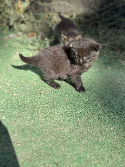 Вислоухие котята