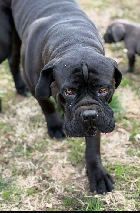 Cane Corso pedigree