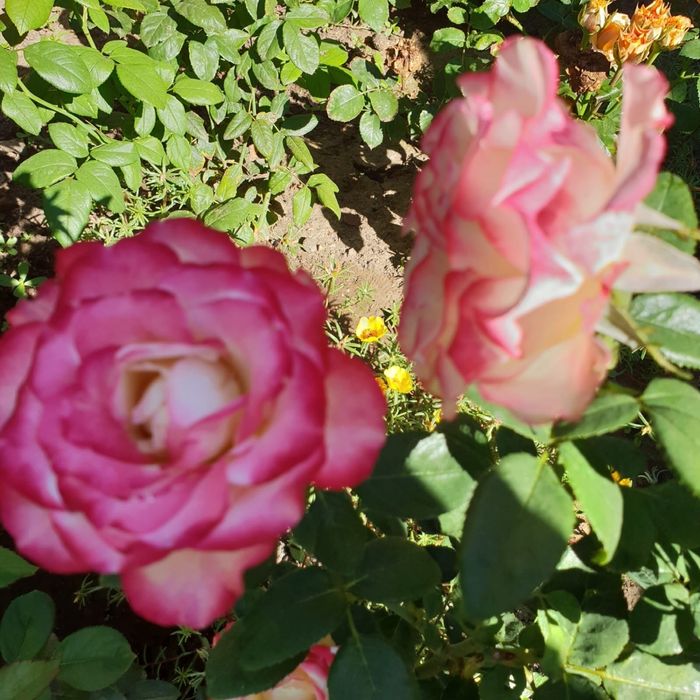 продажа саженцев