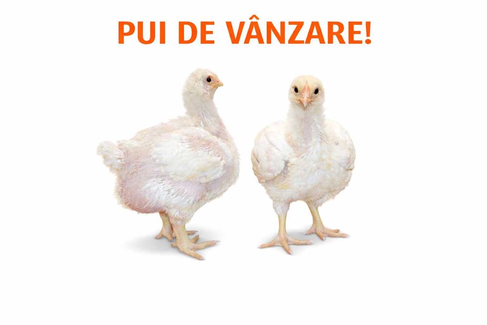 PUI DE CARNE ȘI RASA MIXTĂ DE VÂNZARE – gospodărie proprie