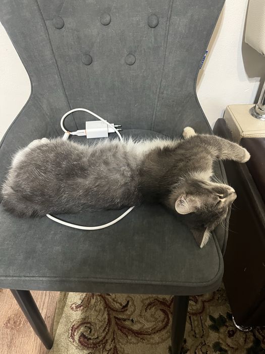 Отдам в хорошие руки кота