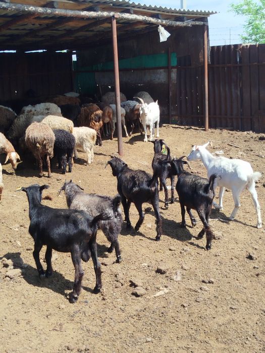 Продам коз,Ешки сатам