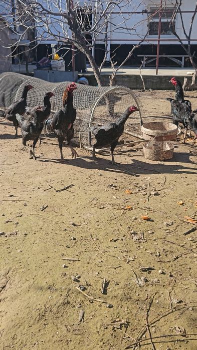 Күрік тауық дакан