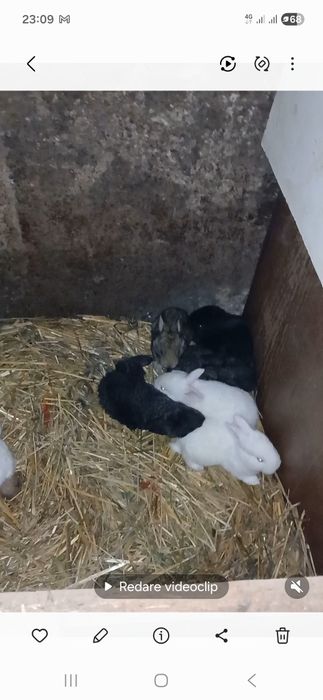 Vand iepurasi! mai sunt 18 disponibili