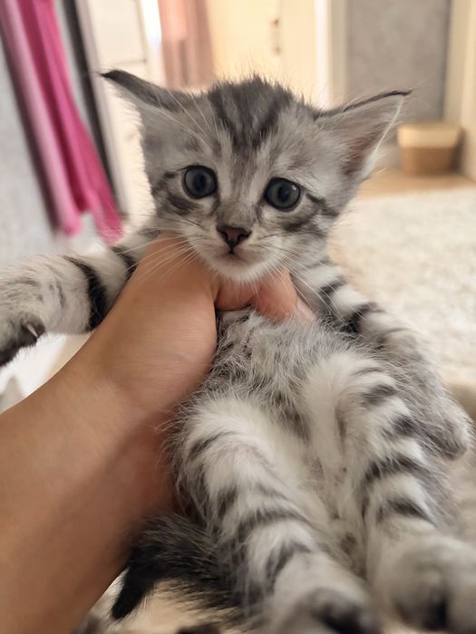 Котятя в добрые руки
