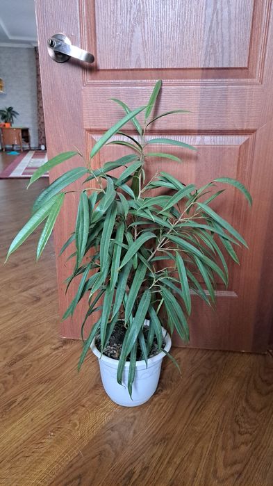 Цветы  комнатные